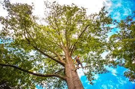 Best Seasonal Cleanup (Spring/Fall)  in Strawberry Plains, TN