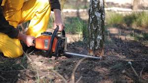 Trusted Strawberry Plains, TN Tree Services Experts