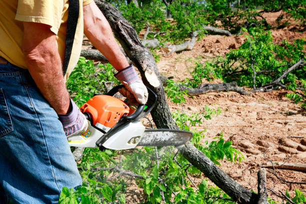 How Our Tree Care Process Works  in  Strawberry Plains, TN